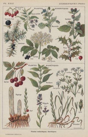 Vintage Botanical Print - Cherries