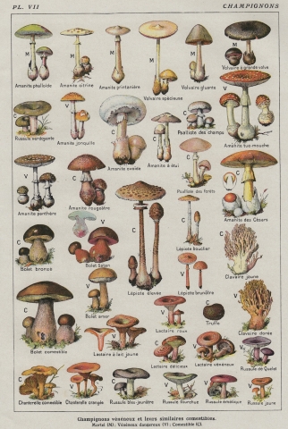 Mushroom Chart - Vintage French Botanical Print