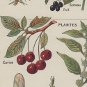 Vintage Botanical Print - Cherries