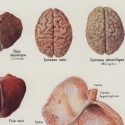 Alcohol Effects on Human Organs
