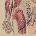 Dorsal Muscles and Bones Illustration