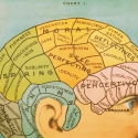 Phrenology Head